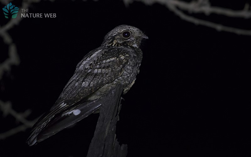 Indian Jungle Nightjar